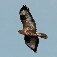 EOS 90D Peter Harriman 11 54 23 45633 buzzard dpp