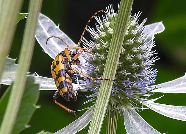 20230719 2407CPw [D~LIP] Flachblättriger Mannstreu (Eryngium planum), Gefleckter Schmalbock (Strangalia maculata), Bad Salzuflen