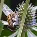 20230719 2407CPw [D~LIP] Flachblättriger Mannstreu (Eryngium planum), Gefleckter Schmalbock (Strangalia maculata), Bad Salzuflen