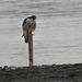 Peregrine
