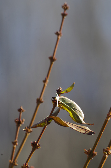 Forsythia