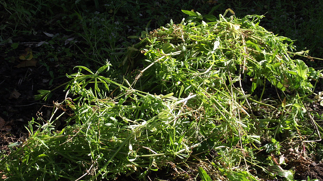 The damn sticky weed is everywhere - pulled loads out