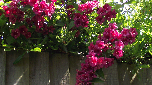A fantastic bush peeking over the fence - super colour