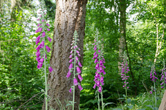 Woodland Flowers at Arger Fen - Suffolk