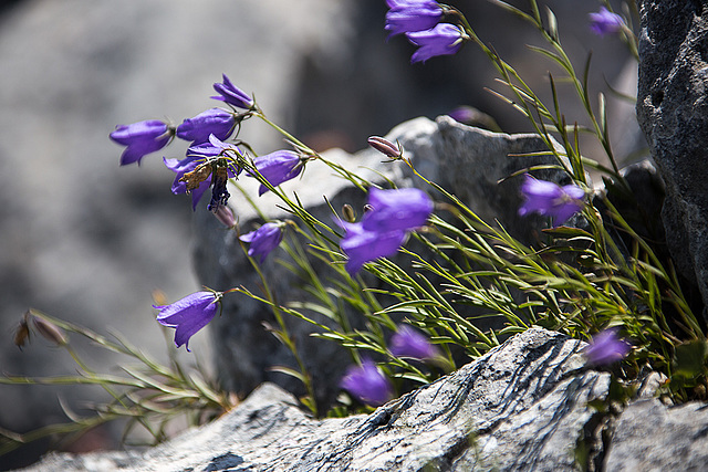 20150529 8305VRAw [R~F] Glockenblume, Gorges du Verdon, Cote d'Azur