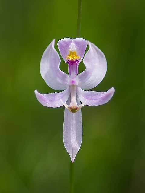 Calopogon pallidus (Pale Grass-pink orchid)