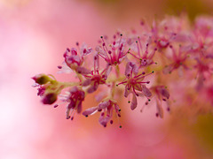 The Butchart Gardens