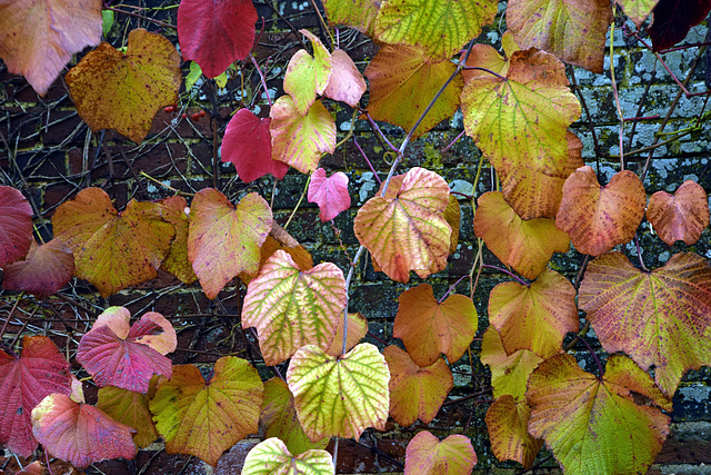 Wall of Colour