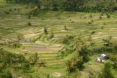 Indonesia, Bali, Tegallalang Rice Terraces