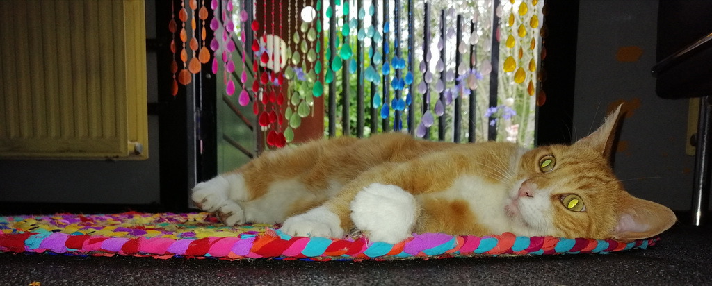 Lazy