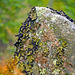 Rock with Lichen