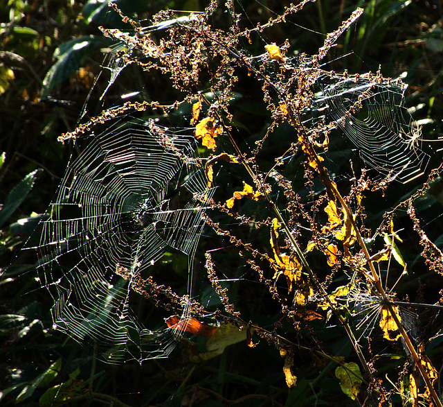 Bedecked By Nature