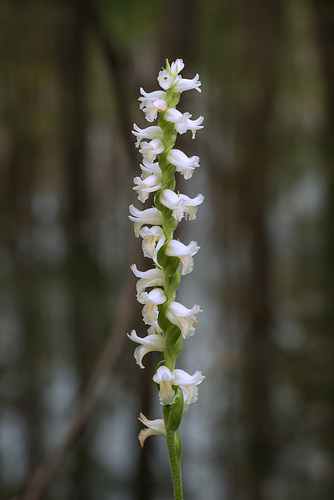 Spiranthes odorata (Fragrant Ladies'-tresses orchid)