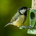Great tit90