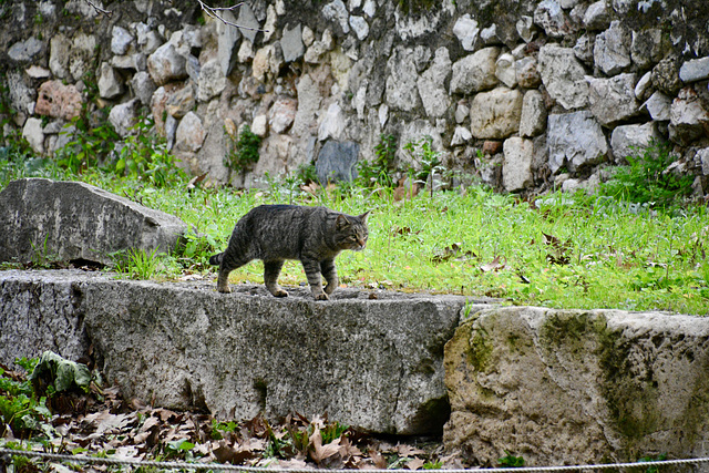 Athens 2020 – Ancient Agora of Athens – Cat on the prowl