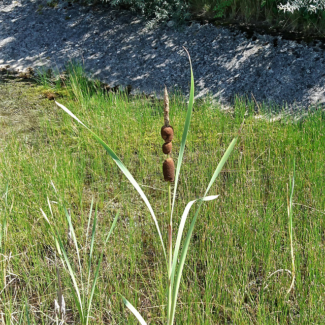 Pompeselschaschlik