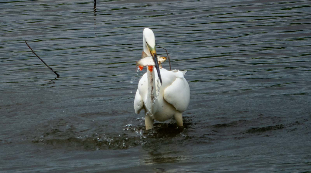 Great white egret