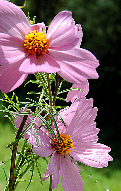 Small  Cosmos