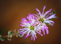 drosanthemum spiritato