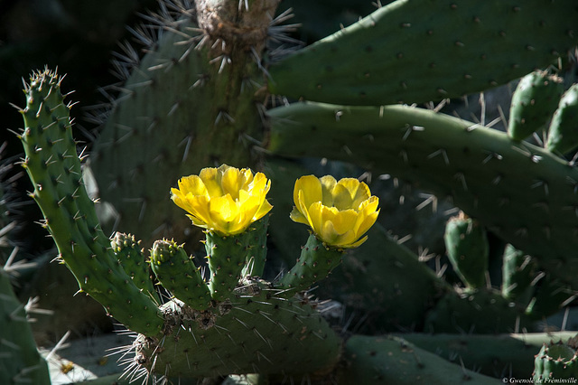 Fleurs de cactus