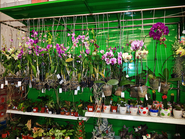 supermarket orchids
