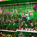 supermarket orchids