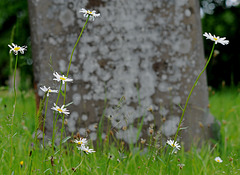 Daisies in Edington Priory Churchyard