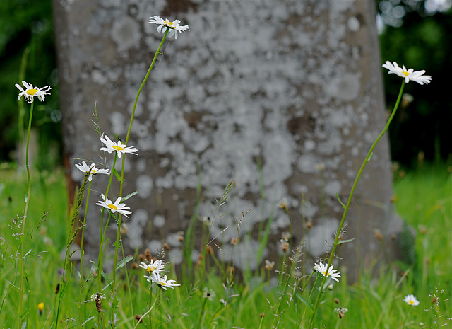 Daisies in Edington Priory Churchyard