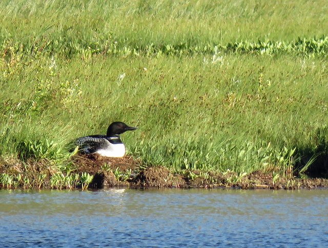 Common Loon, Waterton