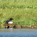 Common Loon, Waterton