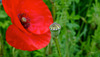 poppies perspective
