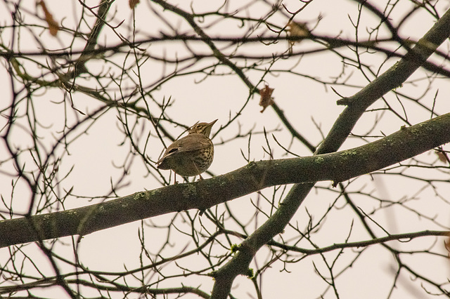 Song Thrush singing