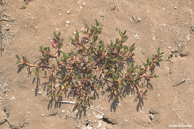 20190130-0165 Sesuvium portulacastrum (L.) L.