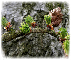 Budding Life on the Larch
