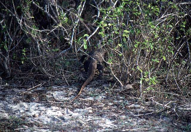 Varan verschindet im Gebüsch im Yala Nationalpark auf Sri Lanka