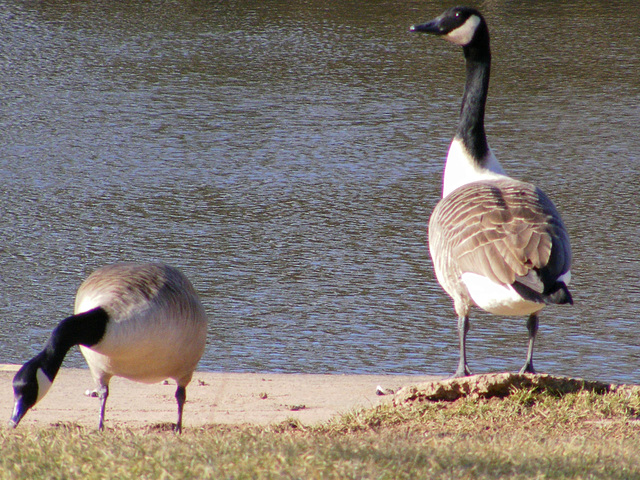 Canada Goose