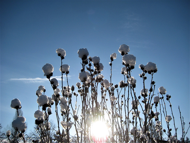 Schneeblume vs. Sonne