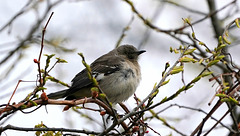 DSC04383a