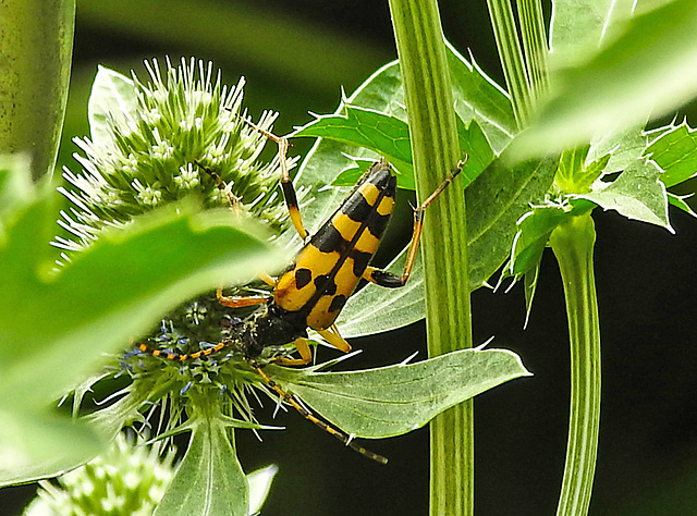 20230719 2410CPw [D~LIP] Flachblättriger Mannstreu (Eryngium planum), Gefleckter Schmalbock (Strangalia maculata), Bad Salzuflen