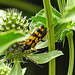 20230719 2410CPw [D~LIP] Flachblättriger Mannstreu (Eryngium planum), Gefleckter Schmalbock (Strangalia maculata), Bad Salzuflen