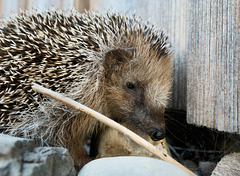 Igel