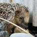 Igel