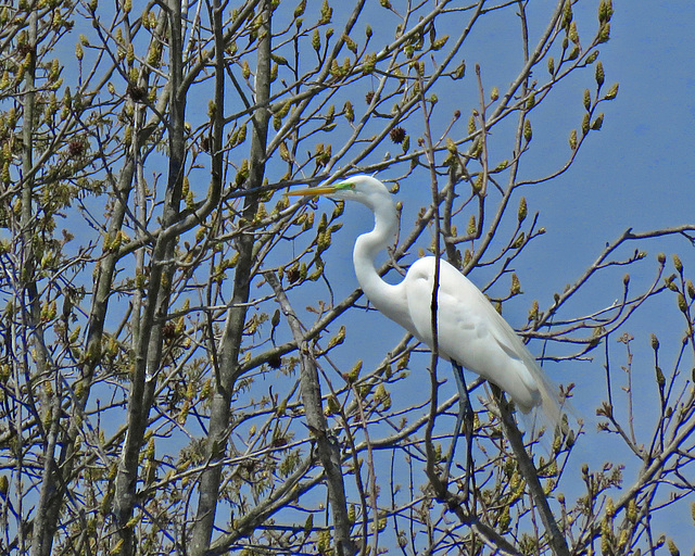 Great Egret in Breeding Plumage