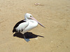 lone pelican