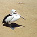lone pelican