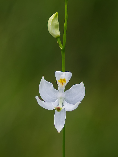 Calopogon pallidus (Pale Grass-pink orchid)