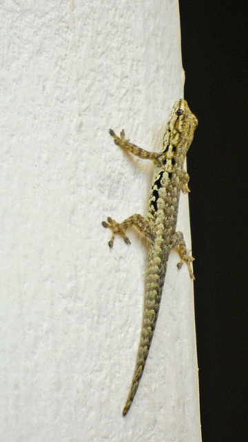 Dear, we have a reptile on the wall.