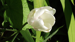 One of my white tulips