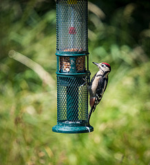 Greater spotted woodpeckers1