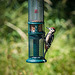 Greater spotted woodpeckers1